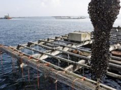 El cambio climático amenaza al mejillón gallego Bateas-gallegas