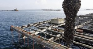 El cambio climático amenaza al mejillón gallego Bateas-gallegas