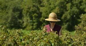 El campo propone el fomento de las cooperativas para la integración femenina fomentar cooperativas