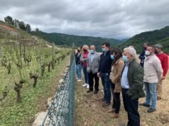 El PSOE de Chantada pide a la Xunta que active un plan de recuperación de los viñedos chantada xunta viñedos