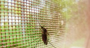 ¿Cómo evitar plagas en casa? Aquí te damos cinco claves ¿Cómo evitar plagas en casa? Aquí te damos cinco claves