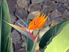 Jardines en islas: cómo plantear su correcto mantenimiento Jardines en islas: cómo plantear su correcto mantenimiento