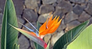 Jardines en islas: cómo plantear su correcto mantenimiento Jardines en islas: cómo plantear su correcto mantenimiento