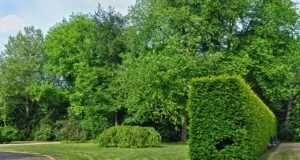 El compromiso ecofriendly en el mantenimiento de espacios urbanos El compromiso ecofriendly en el mantenimiento de espacios verdes