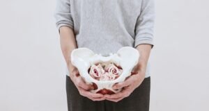 Fortalecer el suelo pélvico a cualquier edad fisioterapia de suelo pélvico en Castellón órganos pélvicos
