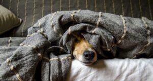 Los mejores juguetes para perros según su tamaño Los mejores juguetes para perros según su tamaño