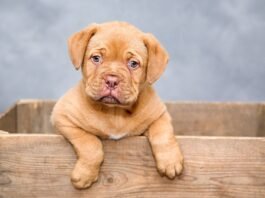 ¿Cuáles son los sorprendentes beneficios de tener un perro?
