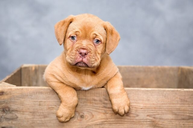 ¿Cuáles son los sorprendentes beneficios de tener un perro?