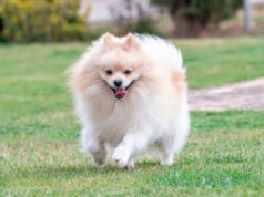 Qué aspectos hay que pensar al decidirse por un pomerania Pomerania, perro pequeño y esponjoso, jugando con su dueño en un ambiente hogareño.