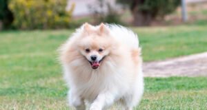 Qué aspectos hay que pensar al decidirse por un pomerania Pomerania, perro pequeño y esponjoso, jugando con su dueño en un ambiente hogareño.