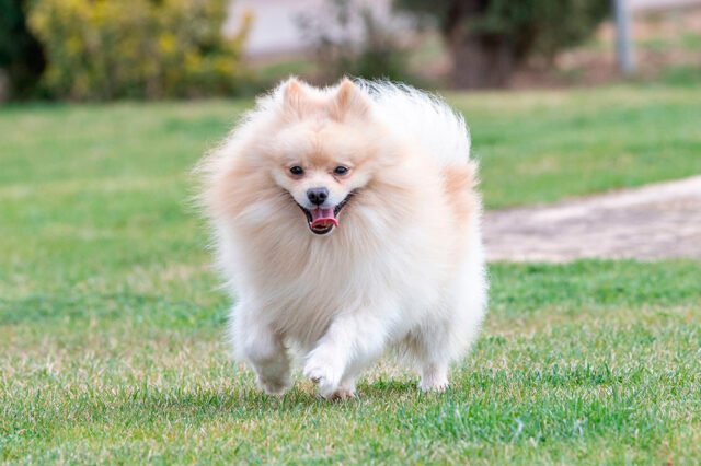 Pomerania, perro pequeño y esponjoso, jugando con su dueño en un ambiente hogareño.