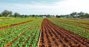 Mejorar la producción agrícola con un retenedor de humedad Imagen de retenedor de humedad aplicado en el suelo agrícola para mejorar la retención de agua y promover el crecimiento saludable de las plantas en condiciones de sequía.