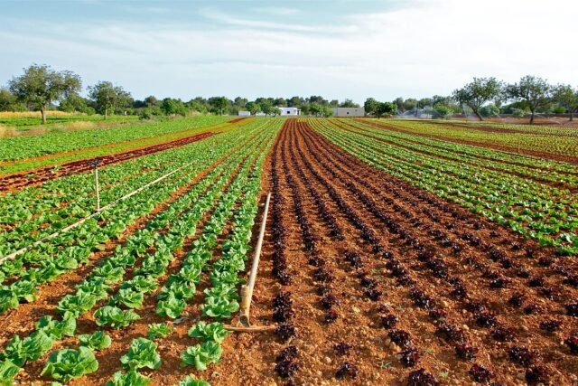 Imagen de retenedor de humedad aplicado en el suelo agrícola para mejorar la retención de agua y promover el crecimiento saludable de las plantas en condiciones de sequía.