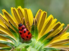 Control sostenible de plagas en la agricultura promueve prácticas ecológicas efectivas Cultivo protegido con métodos ecológicos de control de plagas