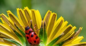 Control sostenible de plagas en la agricultura promueve prácticas ecológicas efectivas Cultivo protegido con métodos ecológicos de control de plagas