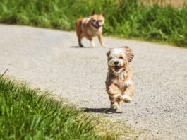 Veterinario en Tenerife atendiendo a un perro en una clínica con equipo médico moderno