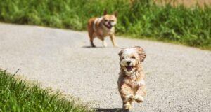 Clínicas veterinarias que ofrecen atención especializada para la salud animal Veterinario en Tenerife atendiendo a un perro en una clínica con equipo médico moderno