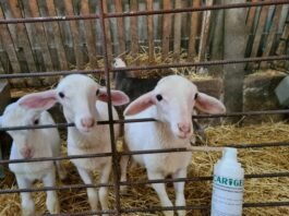 Rebaño de ovejas y cabras alimentándose en una explotación ganadera sostenible.