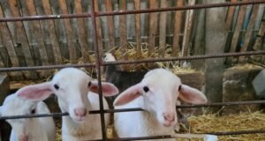 La importancia de la alimentación en la producción de ovinos y caprinos Rebaño de ovejas y cabras alimentándose en una explotación ganadera sostenible.