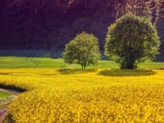 Agrobeta: innovación, servicio y soluciones sostenibles para una agricultura responsable Uso de abono ecológico en cultivos agrícolas con soluciones sostenibles de Agrobeta.