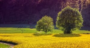 Agrobeta: innovación, servicio y soluciones sostenibles para una agricultura responsable Uso de abono ecológico en cultivos agrícolas con soluciones sostenibles de Agrobeta.