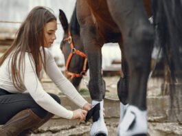 Caballo de competición siendo evaluado por veterinarios con tecnología de monitoreo en un centro ecuestre.